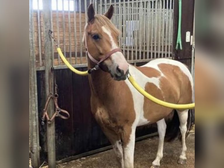 Welsh D (Cob) Gelding 7 years 13,1 hh Pinto in Zutendaal