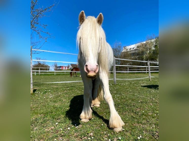 Welsh D (Cob) Mix Gelding 7 years 14.1 hh Cremello in Niederhasli