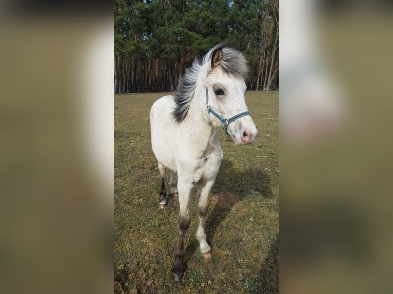 Welsh D (Cob) Gelding 7 years 14.2 hh Buckskin in Blankenfelde