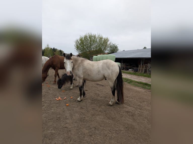Welsh D (Cob) Gelding 7 years 14.2 hh Buckskin in Blankenfelde