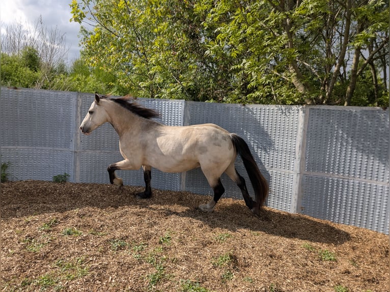 Welsh D (Cob) Gelding 7 years 14.2 hh Buckskin in Blankenfelde