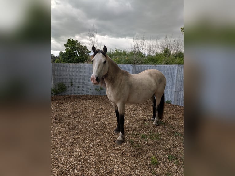 Welsh D (Cob) Gelding 7 years 14.2 hh Buckskin in Blankenfelde