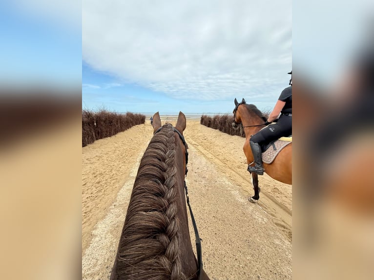 Welsh D (Cob) Mix Gelding 7 years 14,1 hh Chestnut in Oberlangen