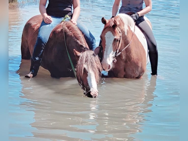 Welsh D (Cob) Mix Gelding 7 years 14,1 hh Chestnut in Oberlangen