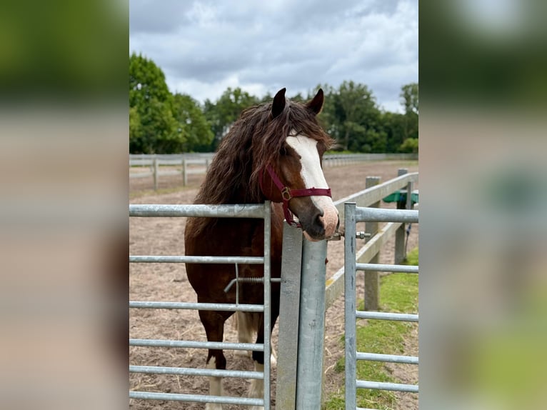 Welsh D (Cob) Mix Gelding 7 years 14,1 hh Chestnut in Oberlangen
