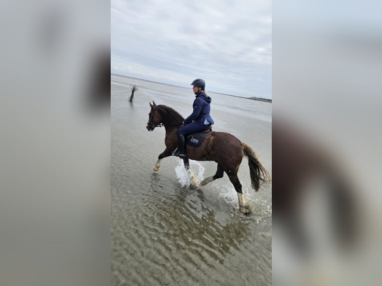 Welsh D (Cob) Mix Gelding 7 years 14,1 hh Chestnut in Oberlangen