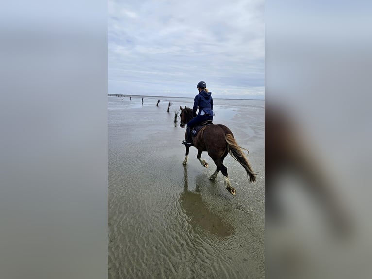 Welsh D (Cob) Mix Gelding 7 years 14,1 hh Chestnut in Oberlangen