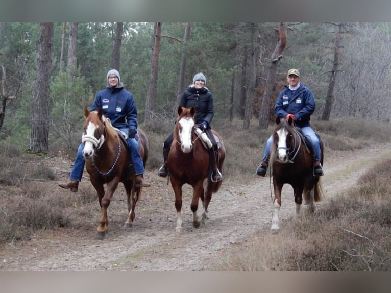Welsh D (Cob) Mix Gelding 7 years 14,1 hh Chestnut in Oberlangen