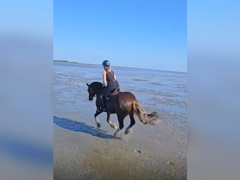 Welsh D (Cob) Mix Gelding 7 years 14,1 hh Chestnut in Oberlangen
