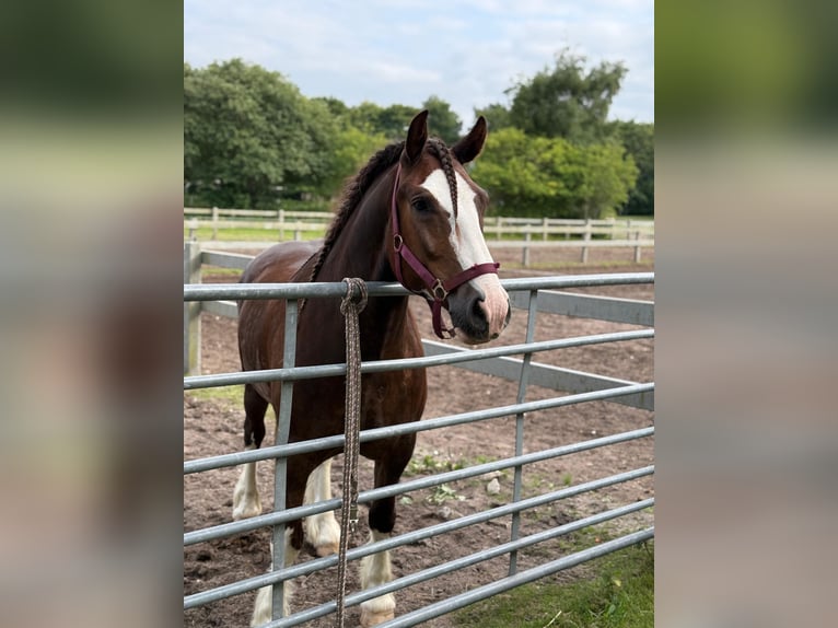 Welsh D (Cob) Mix Gelding 7 years 14,1 hh Chestnut in Oberlangen