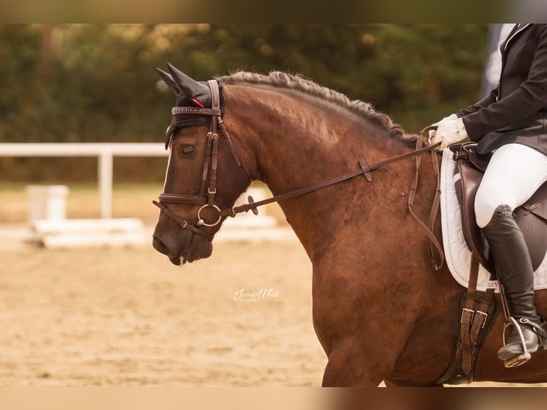 Welsh D (Cob) Gelding 7 years 14,2 hh Bay-Dark in Iserlohn