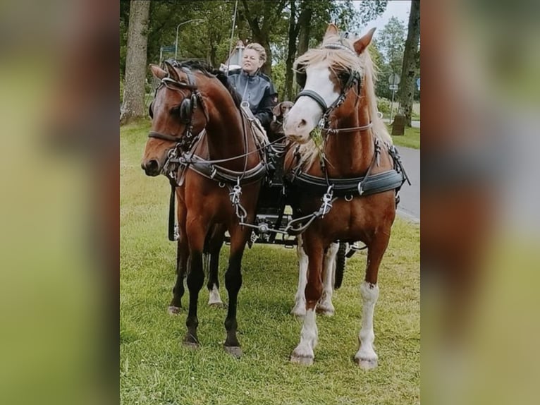 Welsh D (Cob) Gelding 7 years 14,2 hh Brown in Wieringerwerf