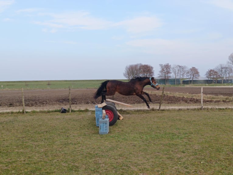Welsh D (Cob) Gelding 7 years 14,2 hh Brown in Wieringerwerf