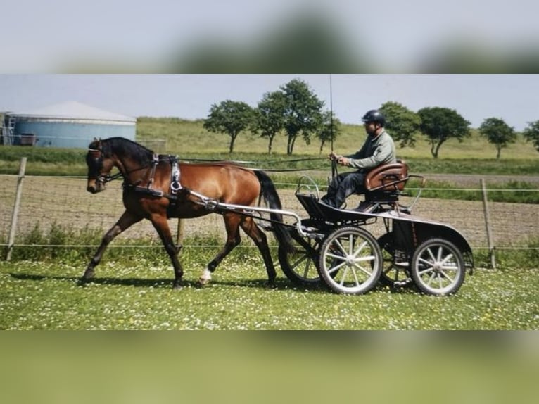 Welsh D (Cob) Gelding 7 years 14,2 hh Brown in Wieringerwerf