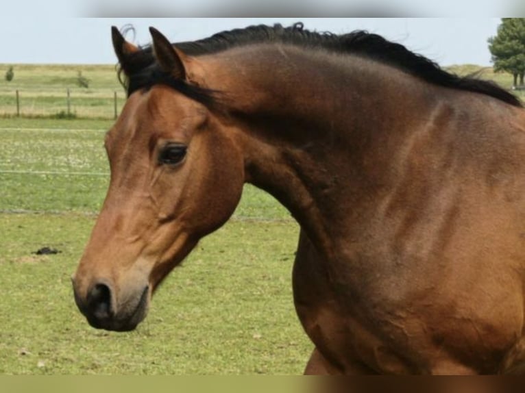 Welsh D (Cob) Gelding 7 years 14,2 hh Brown in Wieringerwerf