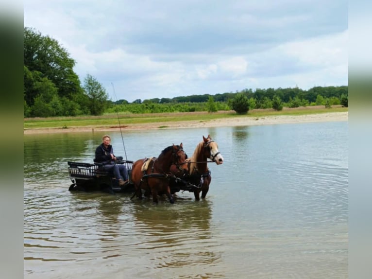 Welsh D (Cob) Gelding 7 years 14,2 hh Brown in Wieringerwerf