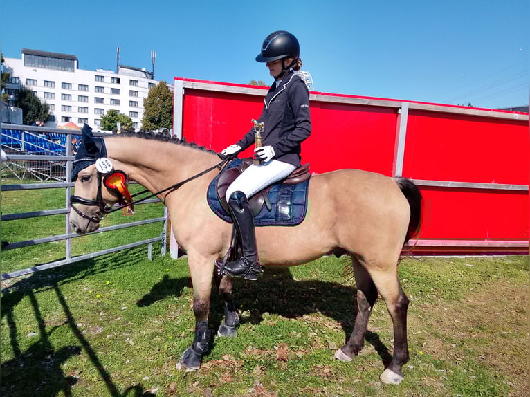 Welsh D (Cob) Gelding 8 years 13.3 hh Buckskin in Biberach