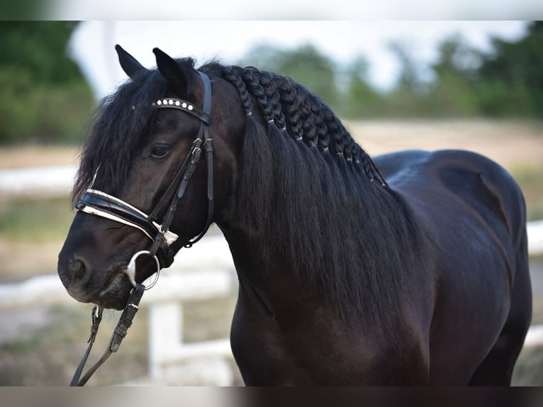 Welsh D (Cob) Gelding 8 years 13,2 hh Black in Budapest