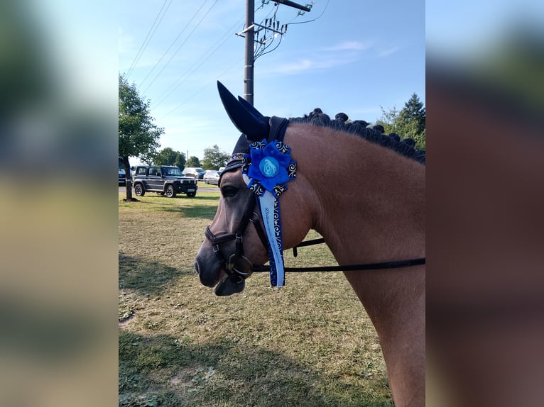 Welsh D (Cob) Gelding 8 years 13,3 hh Buckskin in Biberach