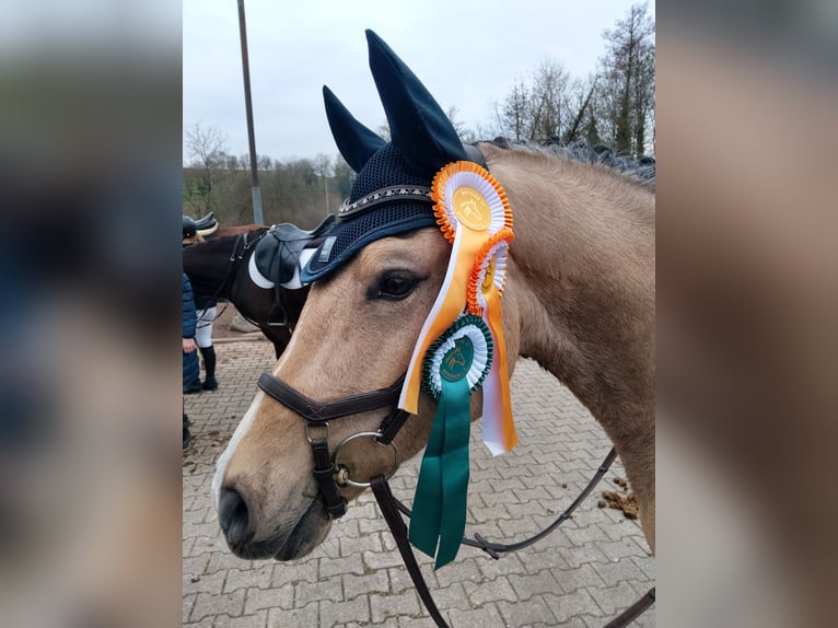 Welsh D (Cob) Gelding 8 years 13,3 hh Buckskin in Biberach