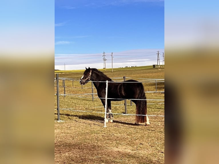 Welsh D (Cob) Gelding 8 years 14.2 hh Black in Amstetten