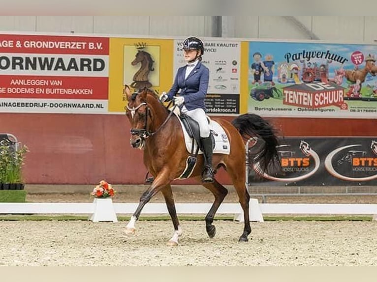 Welsh D (Cob) Gelding 8 years 14.2 hh Brown in Baak gld