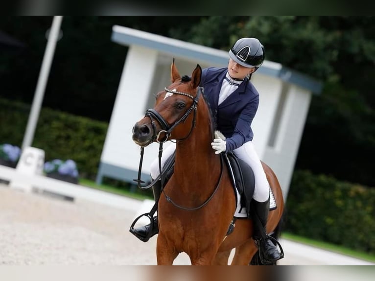Welsh D (Cob) Gelding 8 years 14.2 hh Brown in Baak gld