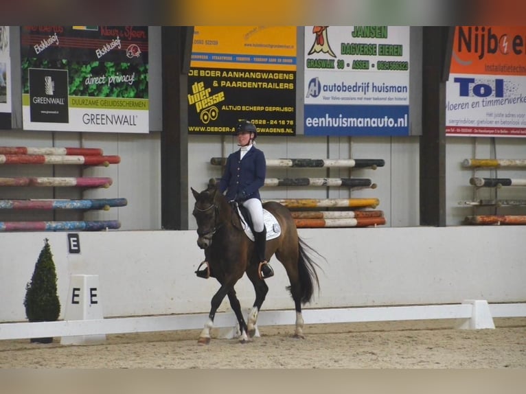 Welsh D (Cob) Gelding 8 years 14.2 hh  in Beilen