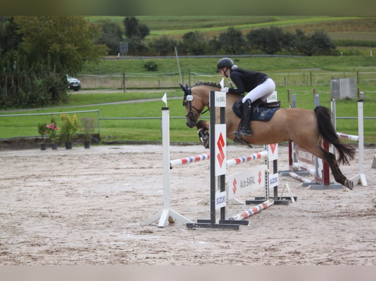Welsh D (Cob) Mix Gelding 8 years 14 hh Buckskin in Biberach