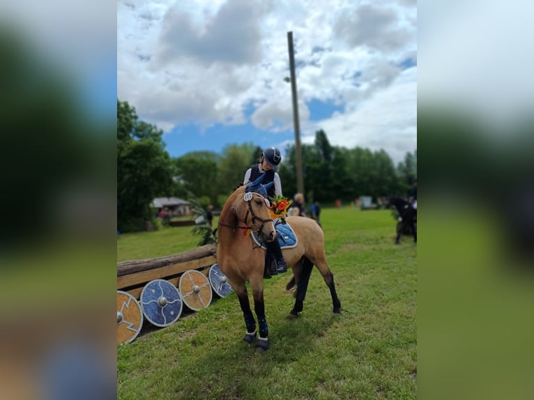Welsh D (Cob) Mix Gelding 8 years 14 hh Buckskin in Biberach