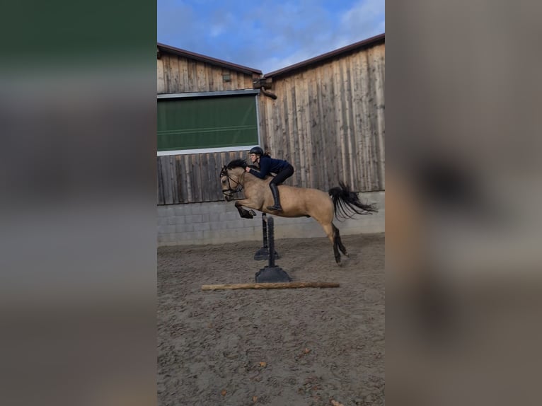 Welsh D (Cob) Mix Gelding 8 years 14 hh Buckskin in Biberach