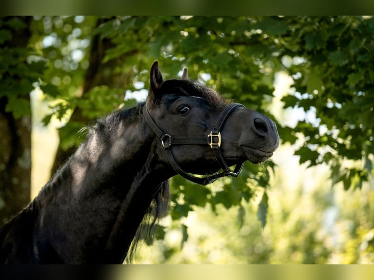 Welsh D (Cob) Gelding 8 years 14,2 hh Black in Drobollach