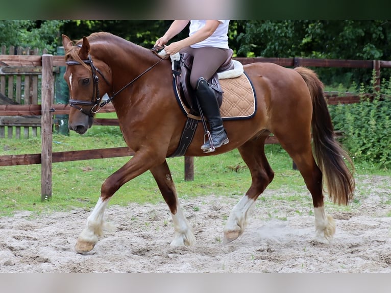 Welsh D (Cob) Gelding 8 years 14,2 hh Chestnut-Red in Loxstedt Welsh D (Cob) Gelding 8 years 14,2 hh Chestnut-Red in Loxstedt