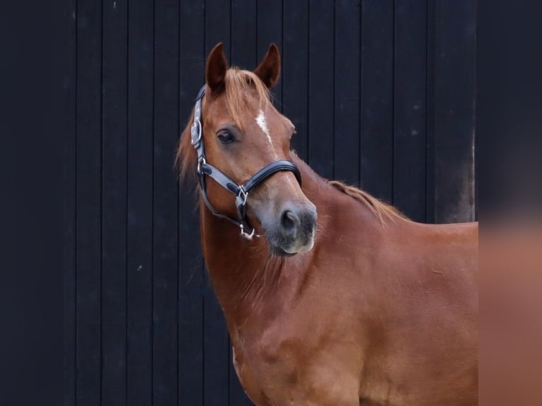 Welsh D (Cob) Gelding 8 years 14,2 hh Chestnut-Red in Loxstedt Welsh D (Cob) Gelding 8 years 14,2 hh Chestnut-Red in Loxstedt