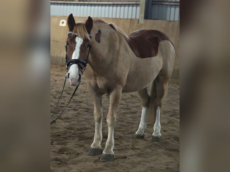 Welsh D (Cob) Gelding 8 years 14,2 hh Chestnut-Red in Obernkirchen