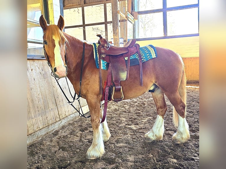 Welsh D (Cob) Gelding 8 years 14,2 hh Chestnut-Red in Obernkirchen