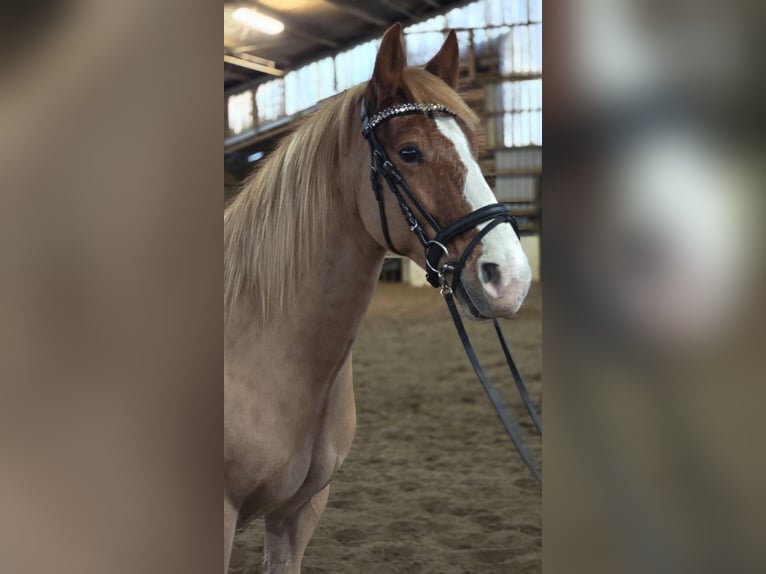 Welsh D (Cob) Gelding 8 years 14,2 hh Chestnut-Red in Obernkirchen