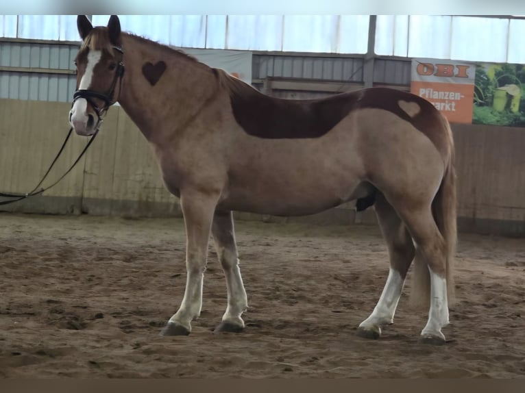 Welsh D (Cob) Gelding 8 years 14,2 hh Chestnut-Red in Obernkirchen
