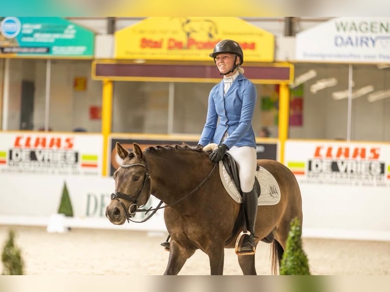 Welsh D (Cob) Gelding 8 years 14,2 hh  in Beilen