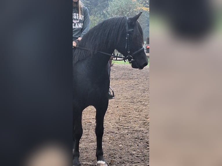 Welsh D (Cob) Gelding 8 years 15.1 hh Smoky-Black in Göttingen