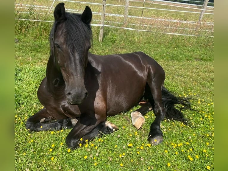 Welsh D (Cob) Gelding 8 years 15.1 hh Smoky-Black in Göttingen