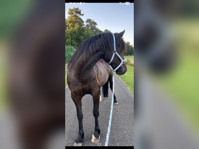 Welsh D (Cob) Gelding 8 years 15.1 hh Smoky-Black in Göttingen