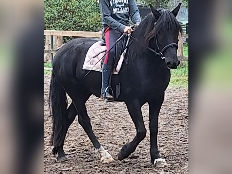 Welsh D (Cob) Gelding 8 years 15.1 hh Smoky-Black in Göttingen