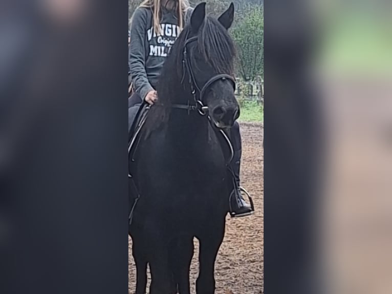 Welsh D (Cob) Gelding 8 years 15.1 hh Smoky-Black in Göttingen