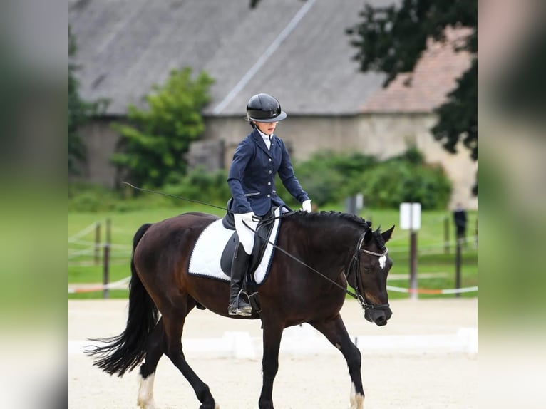 Welsh D (Cob) Gelding 8 years 15,1 hh Black in Chwałowice