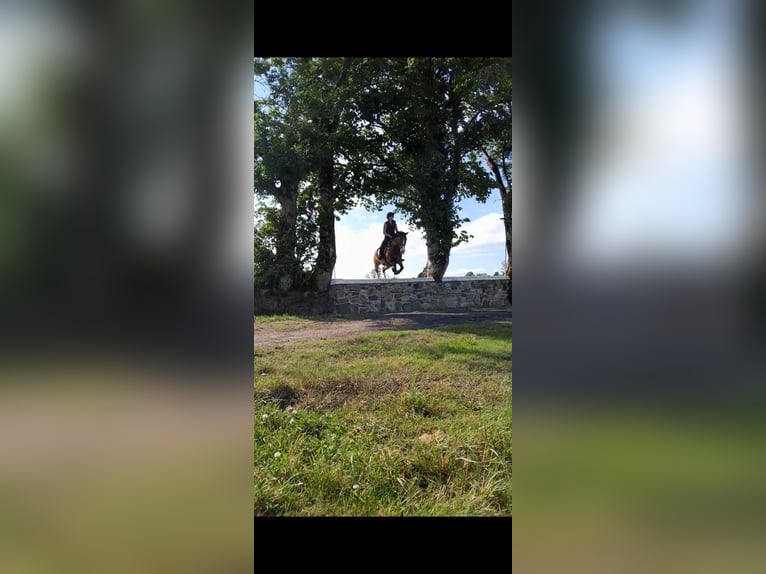 Welsh D (Cob) Gelding 9 years 13,2 hh Bay in Sligo Welsh D (Cob) Gelding 9 years 13,2 hh Bay in Sligo