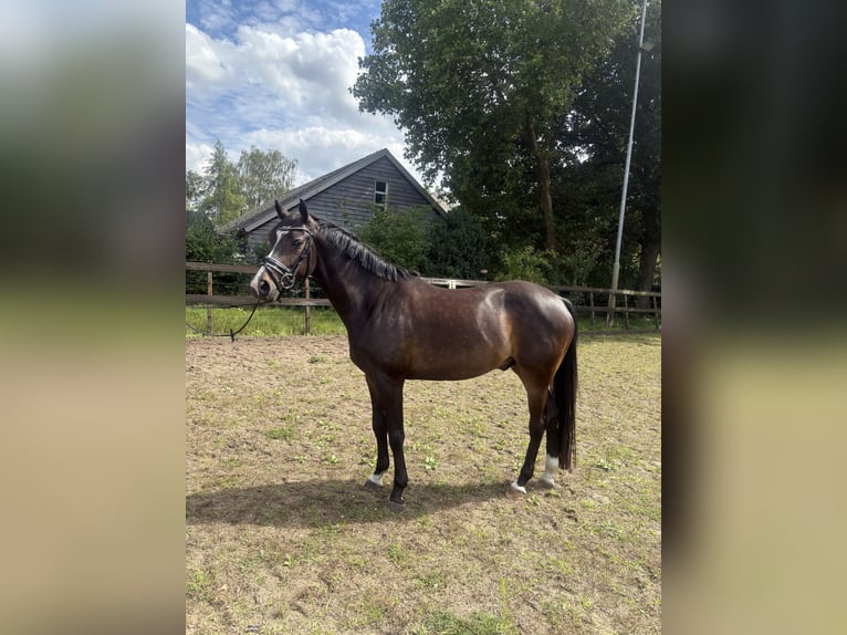 Welsh D (Cob) Gelding 9 years 14.2 hh Bay-Dark in Heeswijk-Dinther