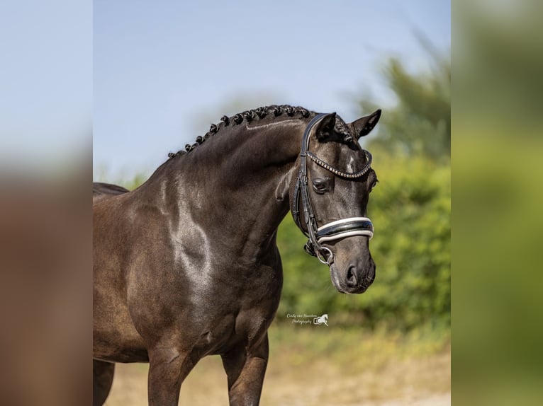 Welsh D (Cob) Gelding 9 years 14 hh Bay-Dark in Oirschot