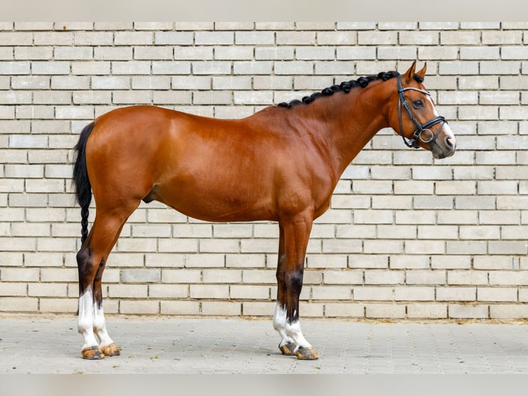 Welsh D (Cob) Gelding 9 years 14,2 hh Brown in Oirsbeek