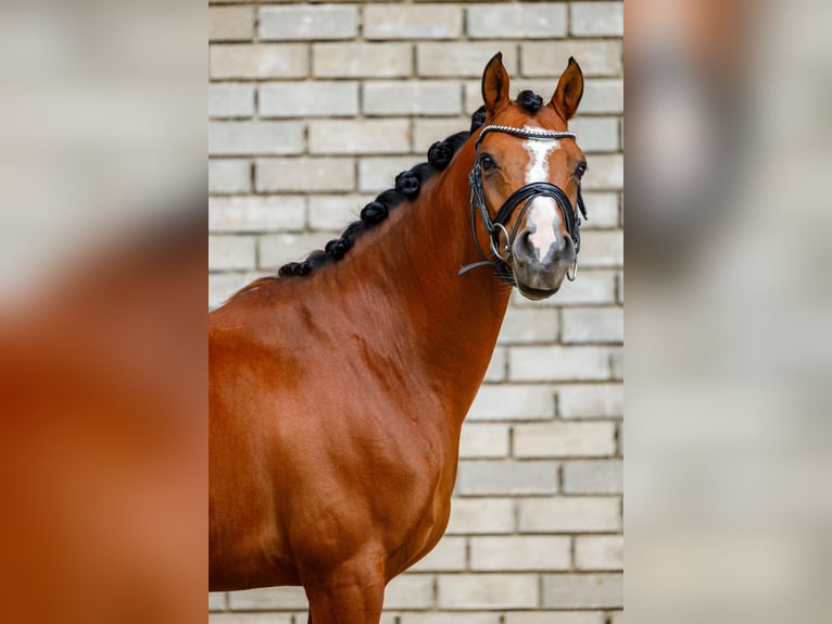 Welsh D (Cob) Gelding 9 years 14,2 hh Brown in Oirsbeek